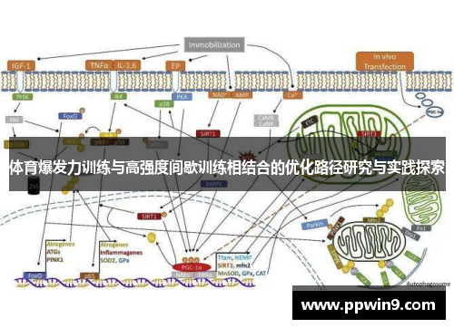 体育爆发力训练与高强度间歇训练相结合的优化路径研究与实践探索